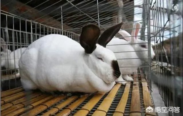 2019年养殖兔子赚钱吗？养殖1000只兔子一年的利润多少？