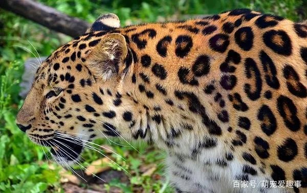 美洲豹能下水捕杀鳄鱼吗？