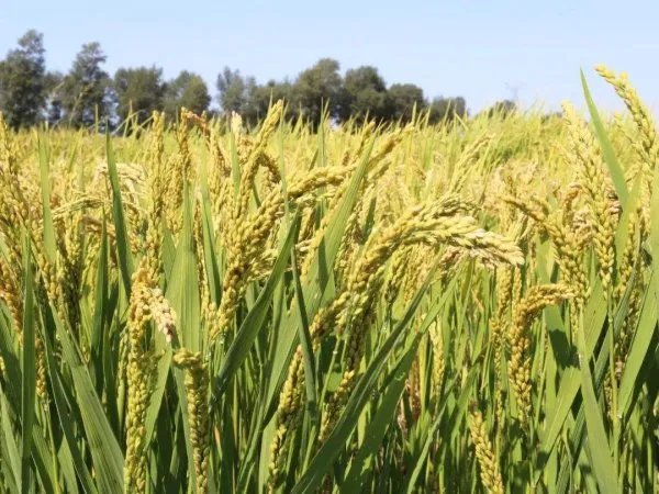 袁隆平团队沙漠海水稻亩产超千斤，海水稻与水稻有何区别？