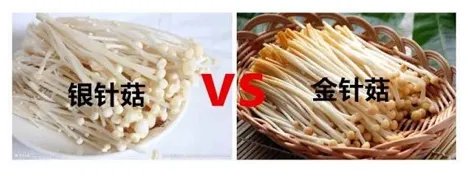 锅否套餐里的那个金针菇咋跟之前的不一样，为什么吃着很鲜？
