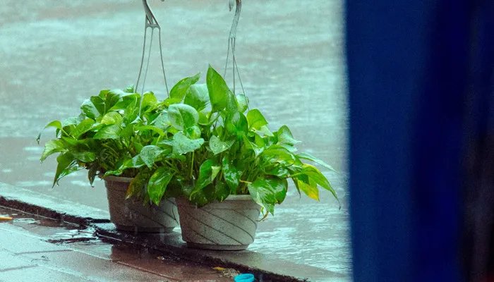 盆栽水生植物有哪些 盆栽水生植物都有哪些呢