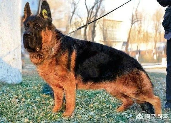 对于“锤系德牧”你怎么看？