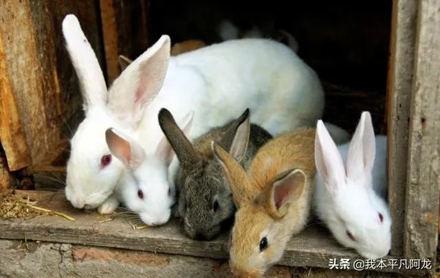 2019年养殖兔子赚钱吗？养殖1000只兔子一年的利润多少？