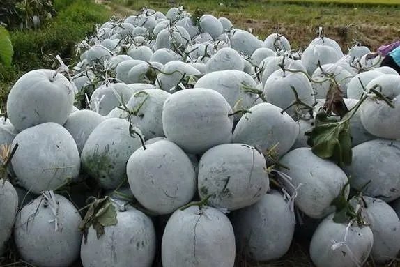 冬瓜采收回来后,有哪些贮藏方法可以让冬瓜贮藏的时间更长?