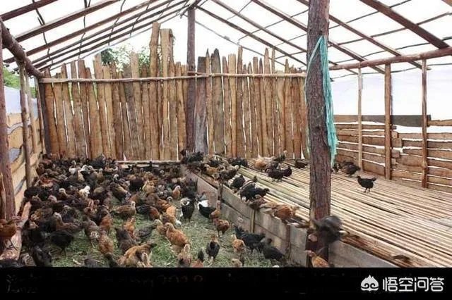 散养鸡舍怎样设计可以提高生产效率？