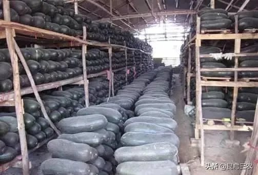 冬瓜采收回来后,有哪些贮藏方法可以让冬瓜贮藏的时间更长?