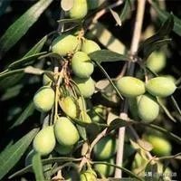 橄榄树掉果了怎么办？
