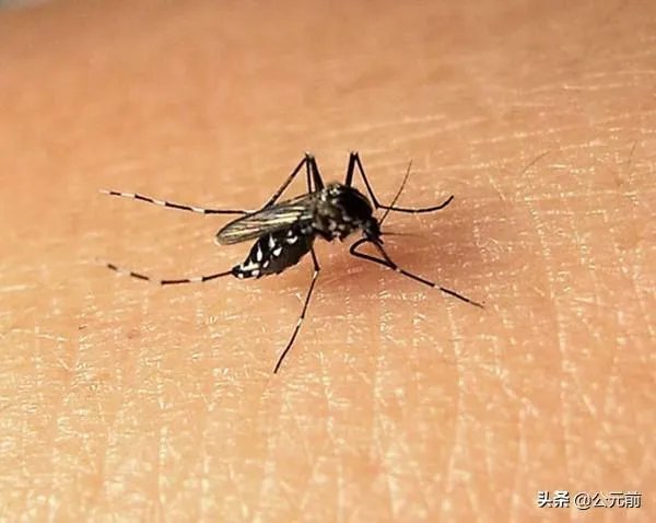 如何看待安徽通报1例登革热病例，曾有印度、缅甸、巴基斯坦等国旅居史？居民如何做好防护？