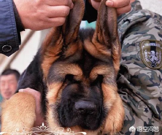 对于“锤系德牧”你怎么看？