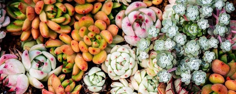 观音莲有毒吗 观音莲有毒吗