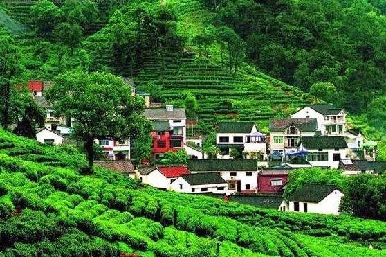 杭州的龙井茶有什么特色？