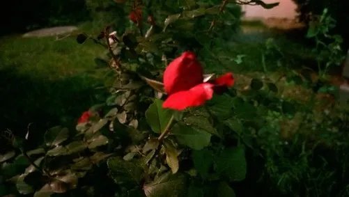 有何用? 诺基亚Lumia1020对焦辅助灯实测