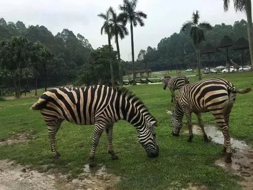 扬州景区大熊猫被投喂时受惊，你认为该不该严惩随意投喂的游客？