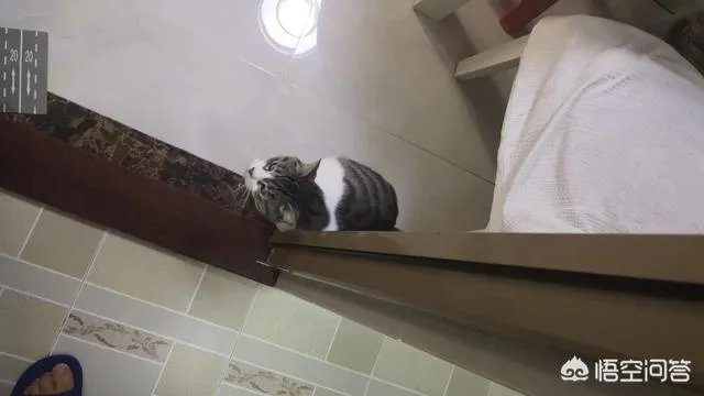 请问上海哪里有正规学习宠物美容学校,并且可以考证的?