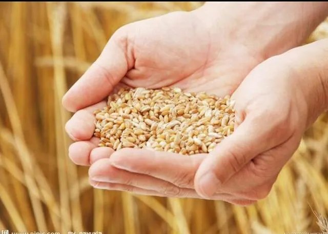 各地出现囤粮潮，粮荒是不是真的来了，大家怎么看？