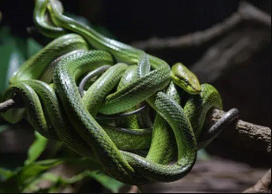 梦到很多蛇缠身是什么意思 梦见很多蛇缠身是什么征兆