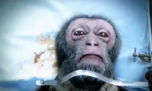 给猴子做完换头手术成功后，那只猴子现在还活着呢吗？