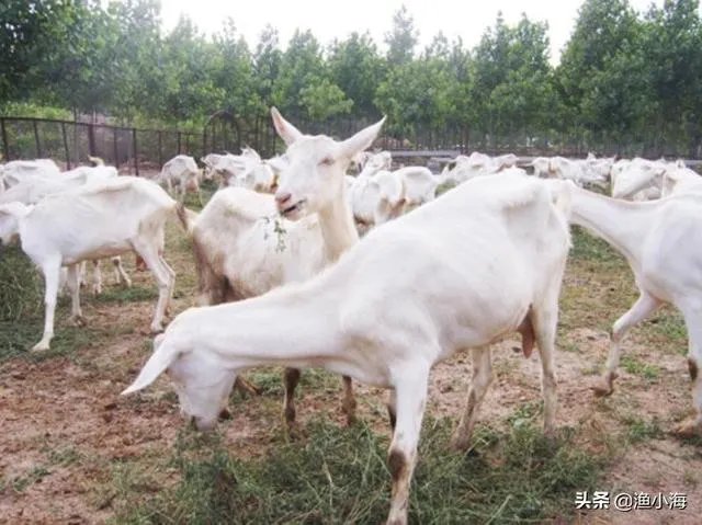 饲养关中奶山羊需要注意什么？