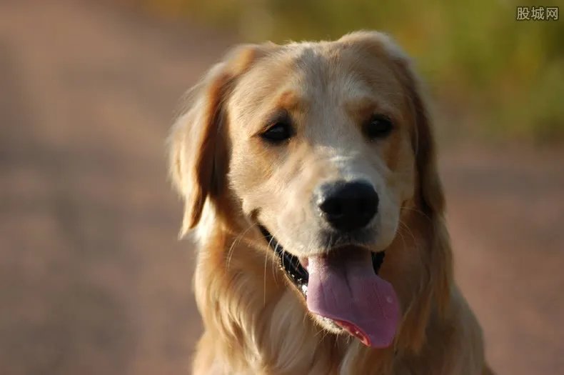 金毛事件真相大白 国内国际宠物托运法人代表殷齐资料