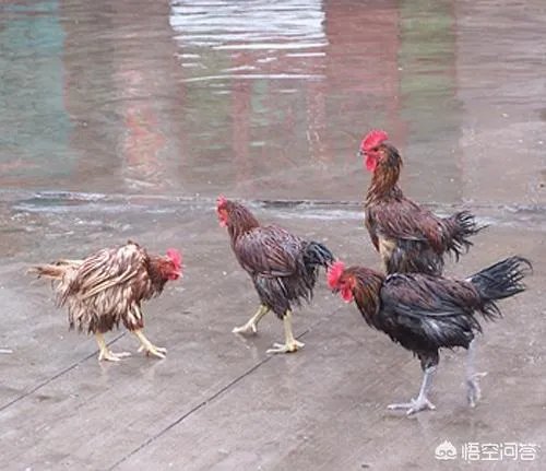 散养鸡舍怎样设计可以提高生产效率？