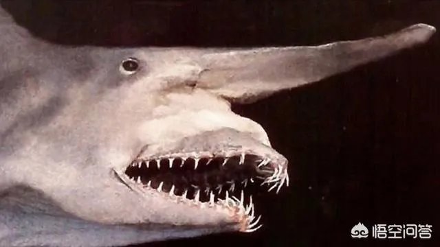 海怪和水怪，有什么区别？