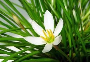 白花黄蕊是兰花什么品种？