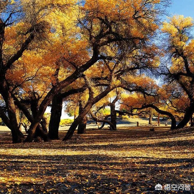 摄影是艺术吗？