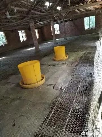 散养鸡舍怎样设计可以提高生产效率？