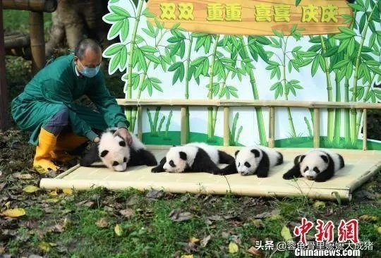 酸菜鱼到底是属于哪里的一道菜，有的说是四川，而有的说是湖南？有什么历史？