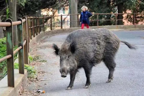 英媒:西班牙城市野猪成灾,伤人事件频发!野猪为何会出现在城区?