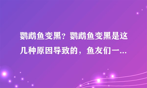 鹦鹉鱼变黑？鹦鹉鱼变黑是这几种原因导致的，鱼友们一定要注意