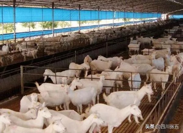 饲养关中奶山羊需要注意什么？