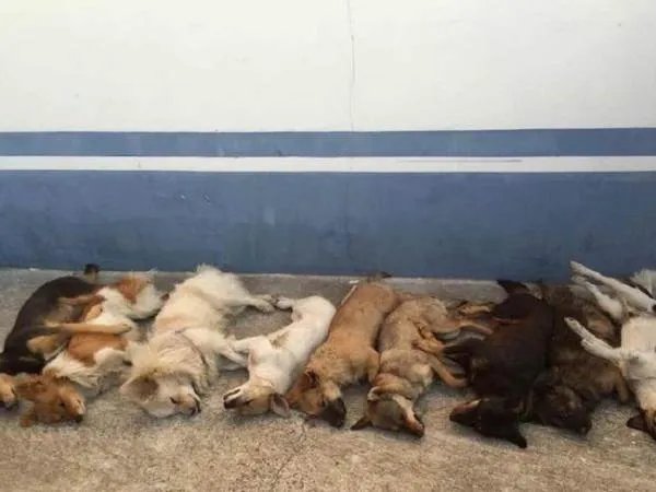 武汉一对父子用毒镖射杀100多只狗,他们为何这么做?