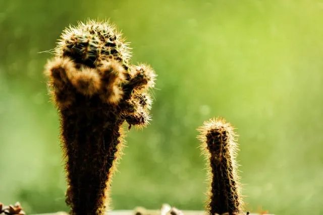 摄影是艺术吗？