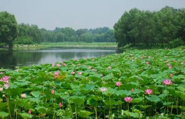 《晓出净慈寺送林子方》是写什么季节的