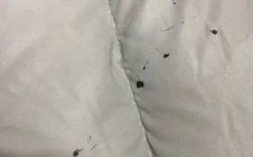 生属狗宝宝避开几月份出生最不好命最忌哪个月生 属狗的几月出生最不好犯月