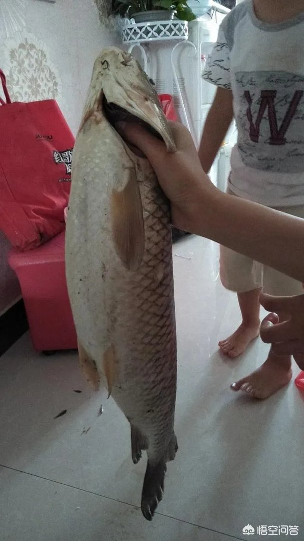 哪里有比较幽静的钓鱼的地方？