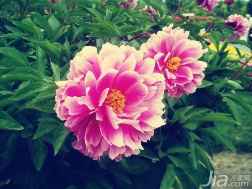 盆栽花卉图片大全 盆栽花卉图片欣赏