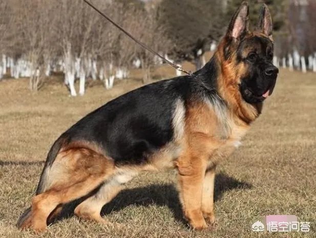 对于“锤系德牧”你怎么看？