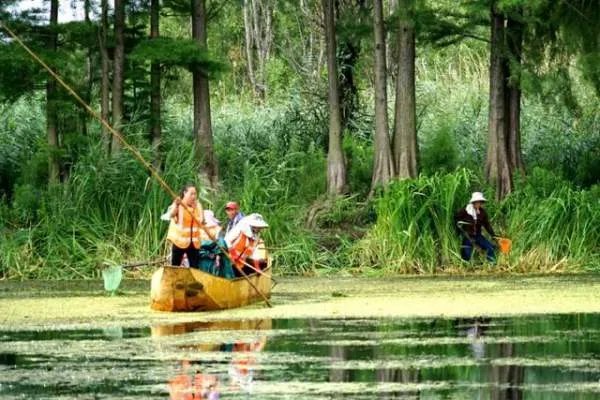 福寿螺竟疯狂入侵洱海，它对环境会造成什么影响？