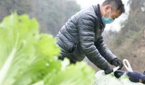 在疫情前线的段正澄院士去世，他为国做了哪些巨大贡献？