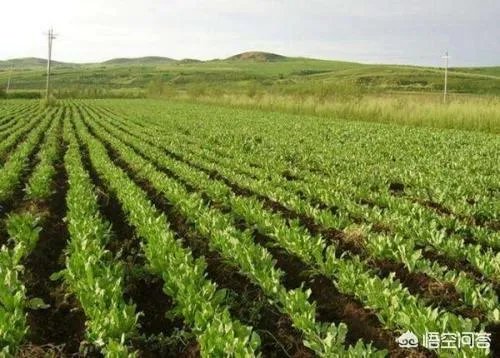 现在种植什么药材能够赚钱？