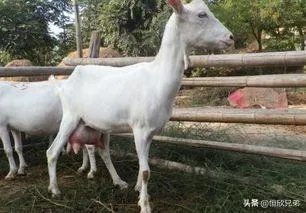 饲养关中奶山羊需要注意什么？