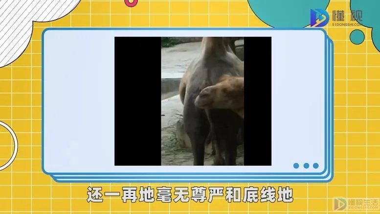 舔狗是什么意思呢