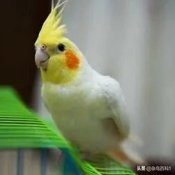 在500元以内养什么动物赚钱？