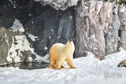 全球变暖或致北极熊在2100年灭绝 若不重视人类将灭绝