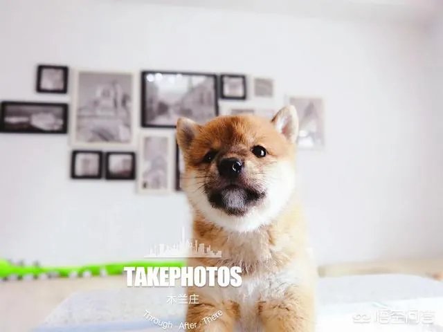 请问上海哪里有正规学习宠物美容学校,并且可以考证的?