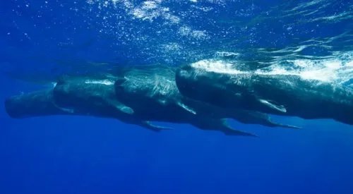 三亚搁浅抹香鲸救治无效不幸死亡：或被鲨鱼咬伤