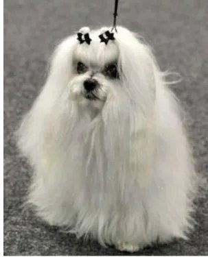 宠物狗的各种种类介绍+图片