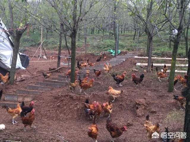 散养鸡舍怎样设计可以提高生产效率？